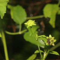 Wollastonia biflora (L.) DC.